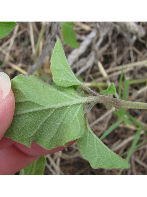 Physalis cinerascens (Smallflower groundcherry) #35911