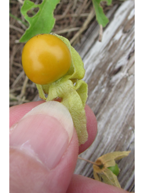 Physalis cinerascens (Smallflower groundcherry) #35912