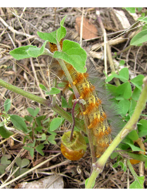 Physalis cinerascens (Smallflower groundcherry) #35913