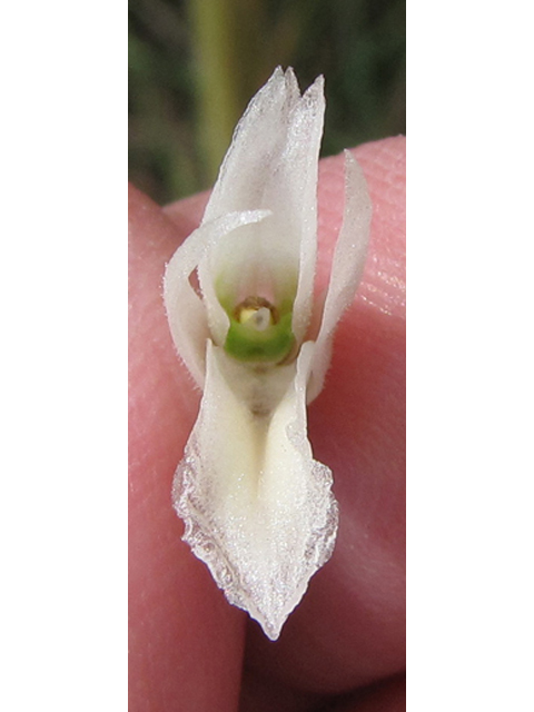 Spiranthes magnicamporum (Great plains ladies'-tresses) #35922