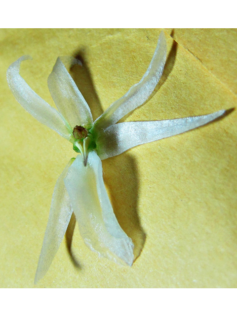 Spiranthes magnicamporum (Great plains ladies'-tresses) #35924