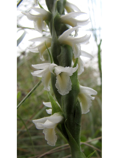 Spiranthes magnicamporum (Great plains ladies'-tresses) #35927