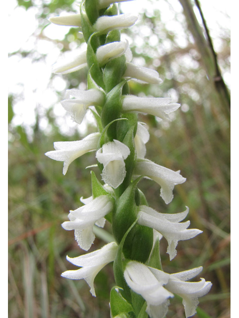 Spiranthes magnicamporum (Great plains ladies'-tresses) #35928