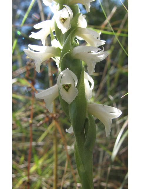 Spiranthes magnicamporum (Great plains ladies'-tresses) #35930