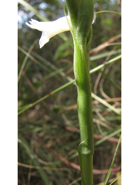 Spiranthes magnicamporum (Great plains ladies'-tresses) #35931