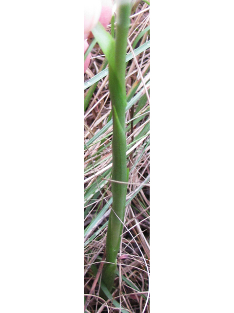 Spiranthes magnicamporum (Great plains ladies'-tresses) #35932