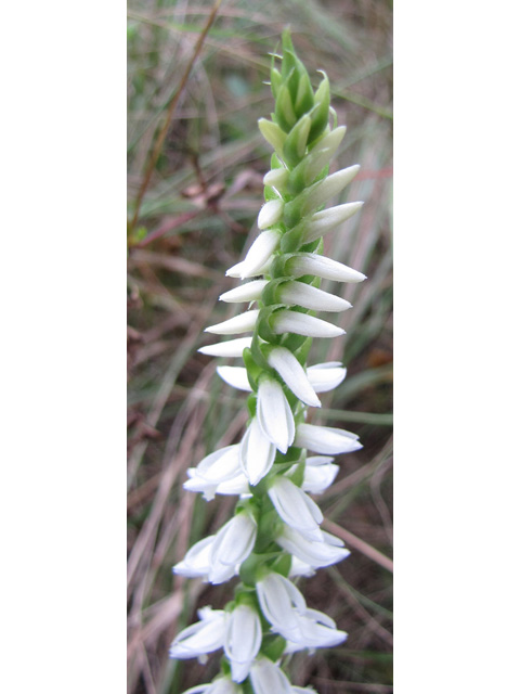 Spiranthes magnicamporum (Great plains ladies'-tresses) #35933