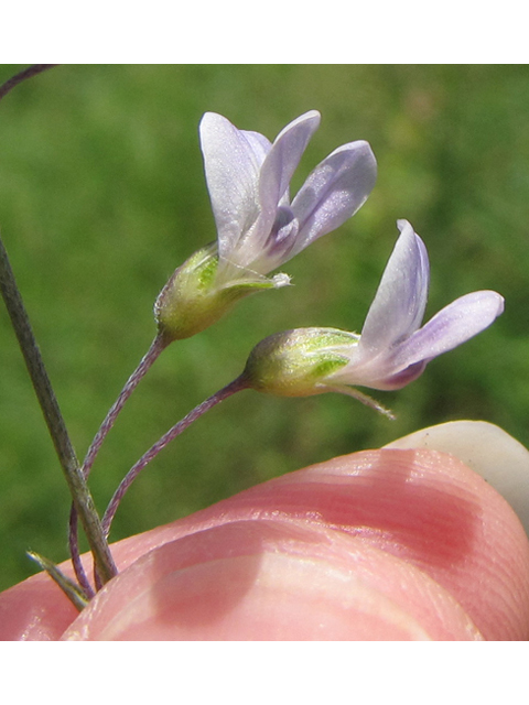 Pediomelum linearifolium (Narrowleaf indian breadroot) #35945