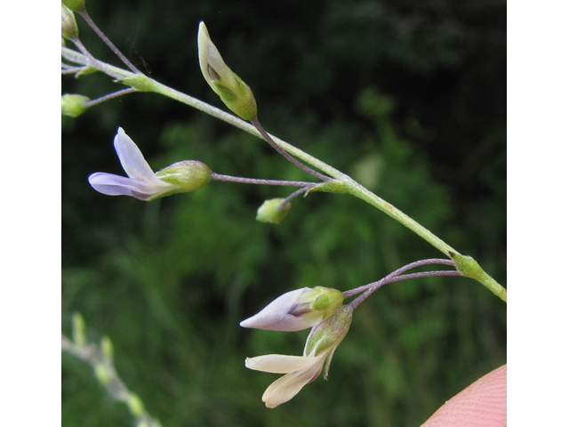 Pediomelum linearifolium (Narrowleaf indian breadroot) #35947