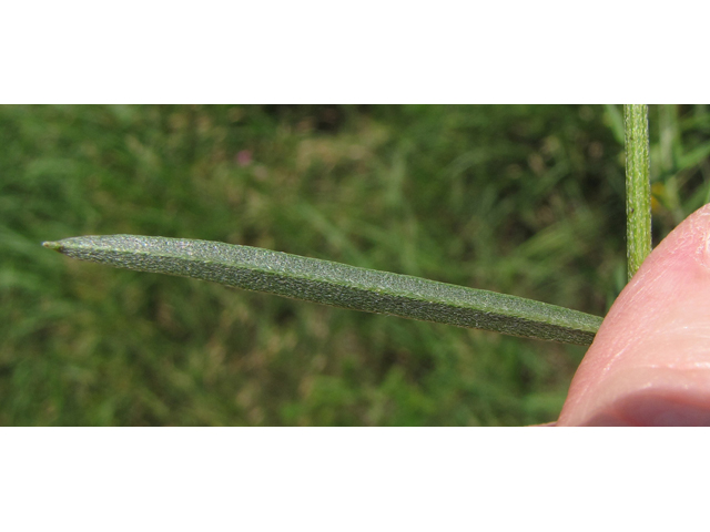 Pediomelum linearifolium (Narrowleaf indian breadroot) #35948