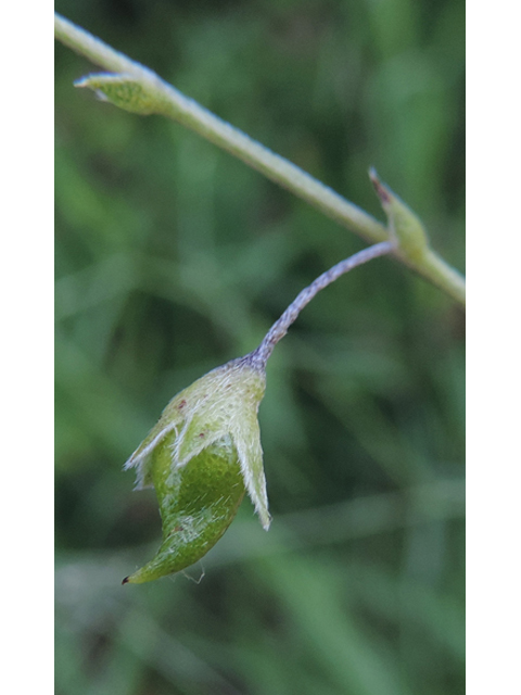 Pediomelum linearifolium (Narrowleaf indian breadroot) #35949