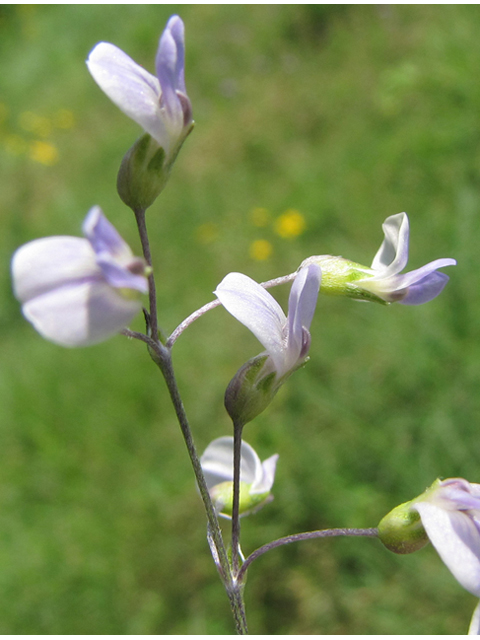 Pediomelum linearifolium (Narrowleaf indian breadroot) #35950