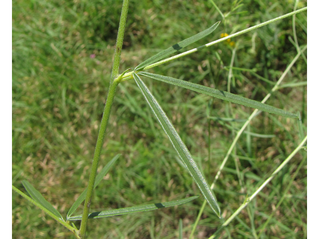 Pediomelum linearifolium (Narrowleaf indian breadroot) #35951