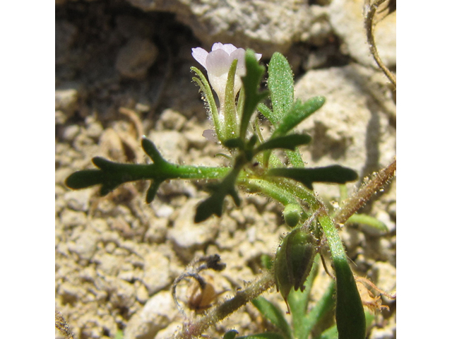 Leucospora multifida (Narrowleaf paleseed) #35958