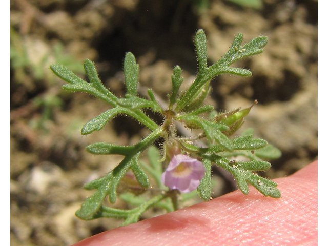 Leucospora multifida (Narrowleaf paleseed) #35960