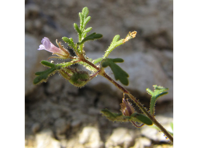 Leucospora multifida (Narrowleaf paleseed) #35963