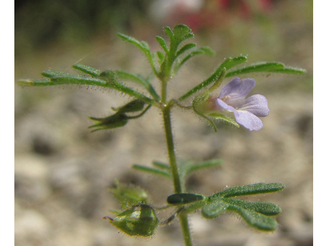 Leucospora multifida (Narrowleaf paleseed) #35964