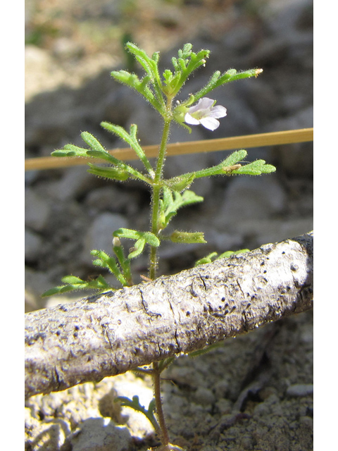 Leucospora multifida (Narrowleaf paleseed) #35965