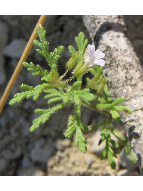 Leucospora multifida (Narrowleaf paleseed) #35966