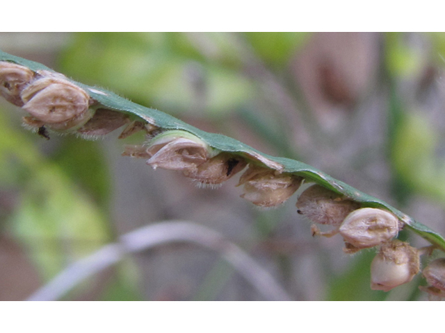 Paspalum pubiflorum (Hairyseed paspalum) #35978