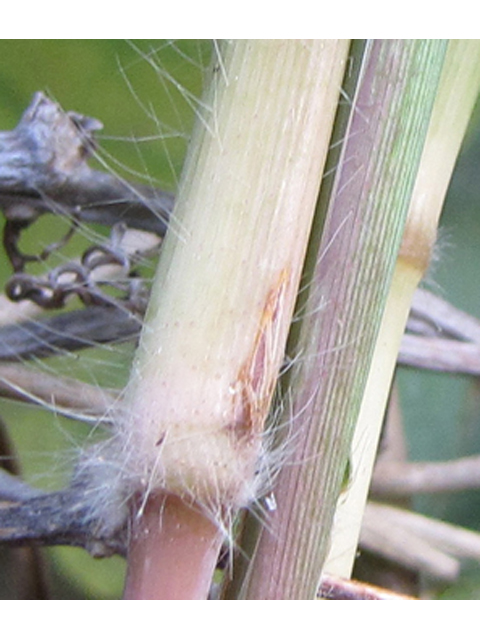 Paspalum pubiflorum (Hairyseed paspalum) #35980