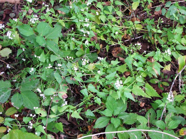 Fleischmannia incarnata (Pink thoroughwort) #35988