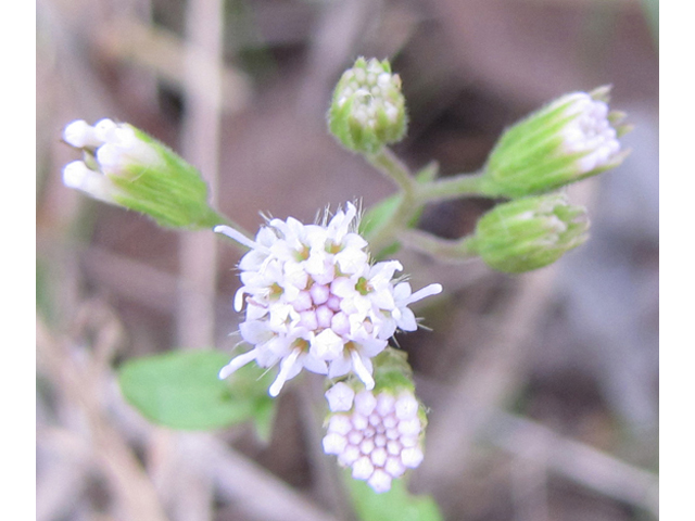 Fleischmannia incarnata (Pink thoroughwort) #35989