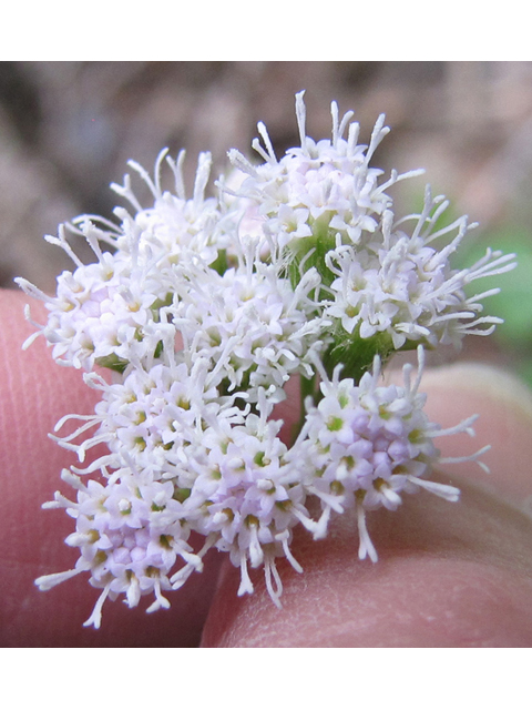 Fleischmannia incarnata (Pink thoroughwort) #35990