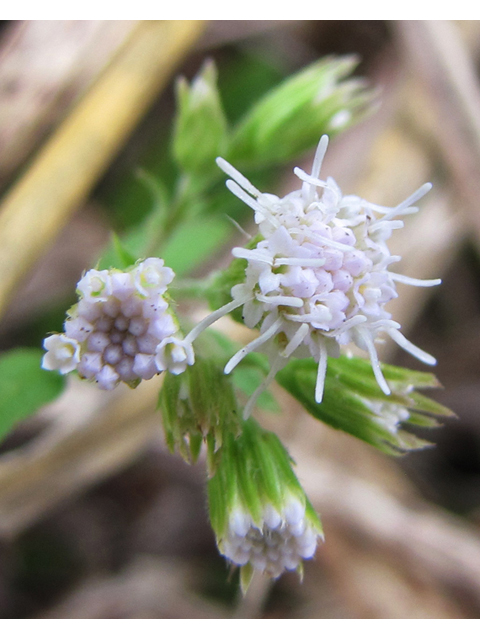 Fleischmannia incarnata (Pink thoroughwort) #35991