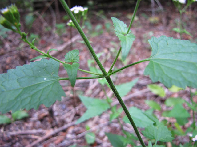 Fleischmannia incarnata (Pink thoroughwort) #35992