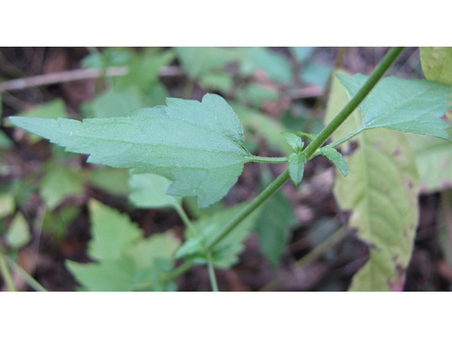 Fleischmannia incarnata (Pink thoroughwort) #35994