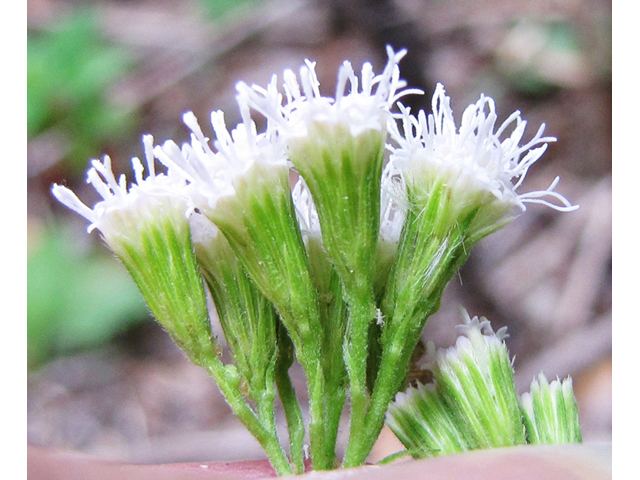 Fleischmannia incarnata (Pink thoroughwort) #35996