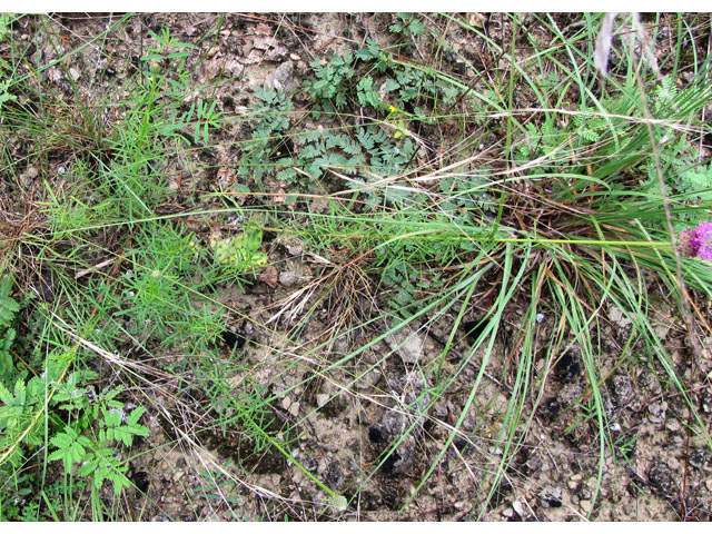 Dalea compacta (Compact prairie clover) #36006