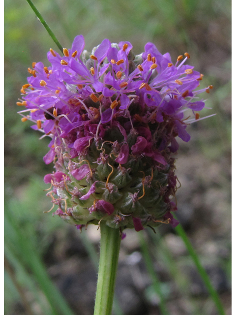 Dalea compacta (Compact prairie clover) #36007