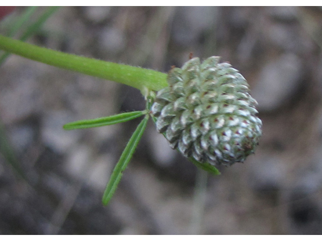 Dalea compacta (Compact prairie clover) #36009