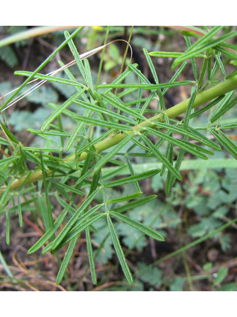 Dalea compacta (Compact prairie clover) #36010