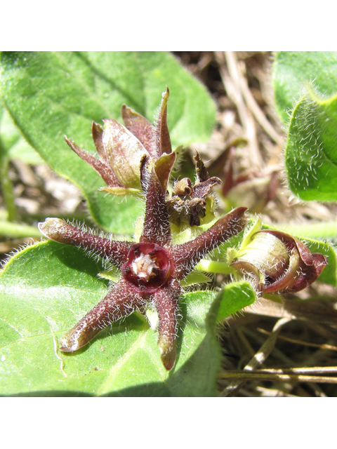 Matelea biflora (Star milkvine) #36023