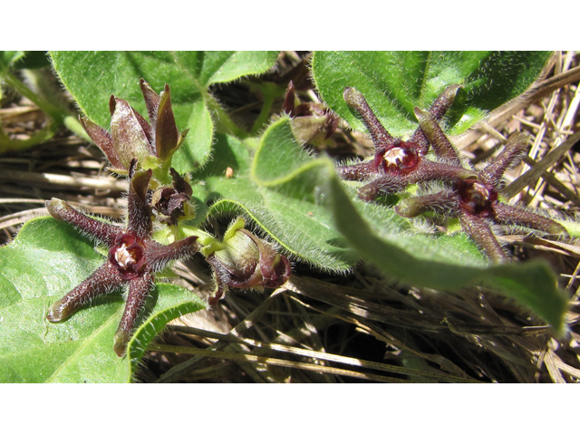 Matelea biflora (Star milkvine) #36024