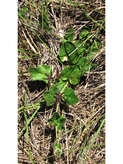 Matelea biflora (Star milkvine) #36025