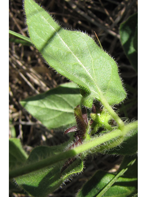 Matelea biflora (Star milkvine) #36026