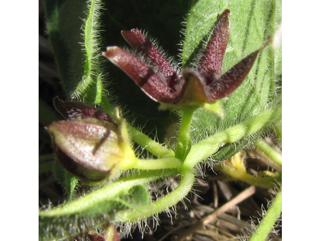 Matelea biflora (Star milkvine) #36028