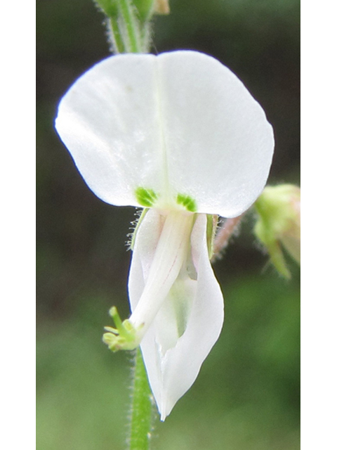 Desmodium tweedyi (Tweedy's ticktrefoil) #36041