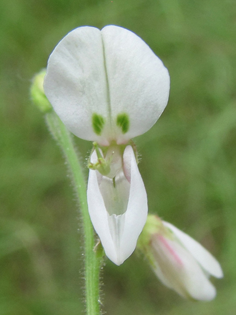 Desmodium tweedyi (Tweedy's ticktrefoil) #36042