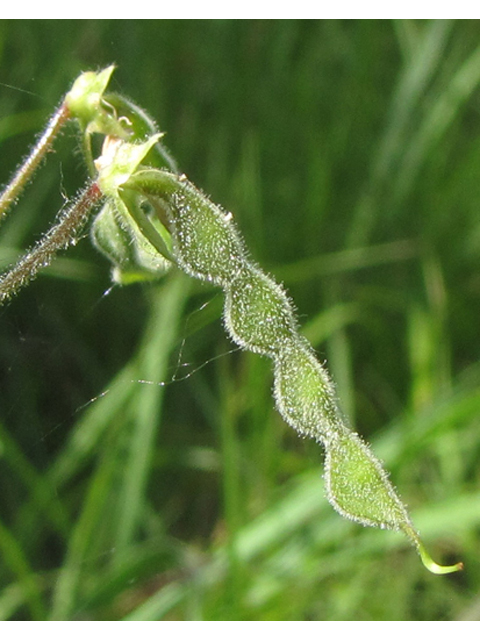 Desmodium tweedyi (Tweedy's ticktrefoil) #36044