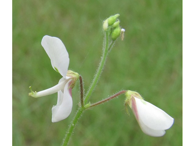 Desmodium tweedyi (Tweedy's ticktrefoil) #36045