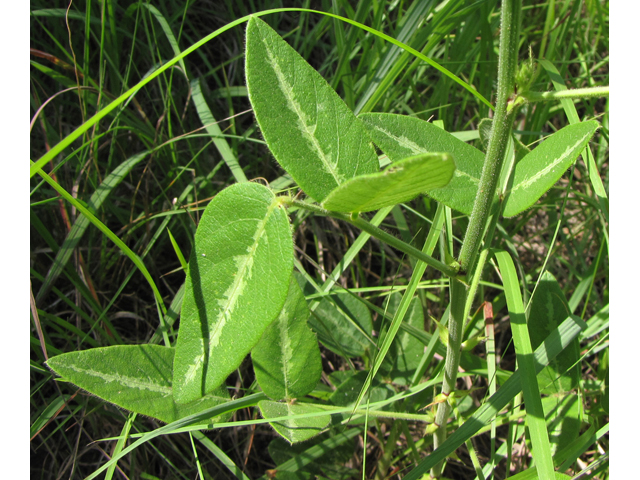 Desmodium tweedyi (Tweedy's ticktrefoil) #36046