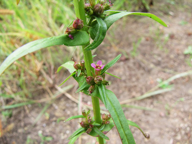 Ammannia coccinea (Valley redstem) #36056