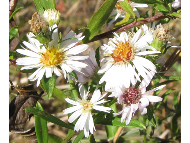 Symphyotrichum lanceolatum ssp. hesperium (White panicle aster) #36071