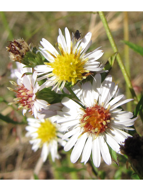 Symphyotrichum lanceolatum ssp. hesperium (White panicle aster) #36072