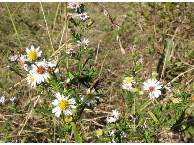 Symphyotrichum lanceolatum ssp. hesperium (White panicle aster) #36073